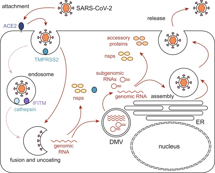 Immunology of SARS-CoV-2 infections and vaccines.