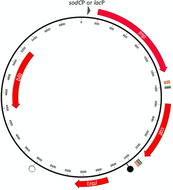 Rationally designed <i>mariner</i> vectors for functional genomic analysis of <i>Actinobacillus pleuropneumoniae</i> and other <i>Pasteurellaceae</i> species by transposon-directed insertion-site sequencing (TraDIS).