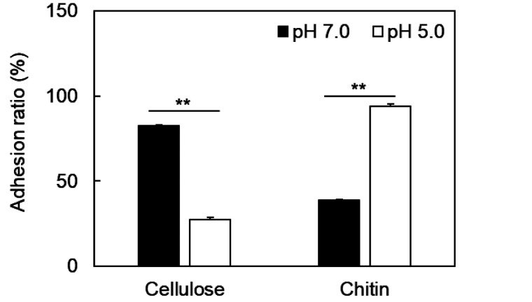 Adhesion mechanisms of <i>Bifidobacterium animalis</i> subsp. <i>lactis</i> JCM 10602 to dietary fiber.