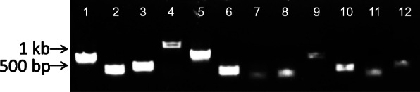 Rationally designed <i>mariner</i> vectors for functional genomic analysis of <i>Actinobacillus pleuropneumoniae</i> and other <i>Pasteurellaceae</i> species by transposon-directed insertion-site sequencing (TraDIS).