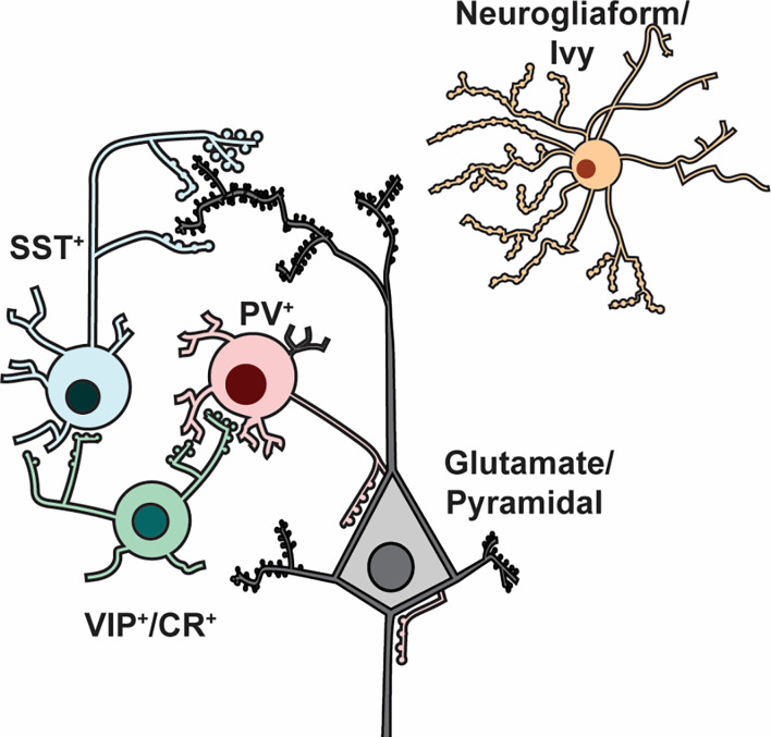 Relevance of Cortical and Hippocampal Interneuron Functional Diversity to General Anesthetic Mechanisms: A Narrative Review.