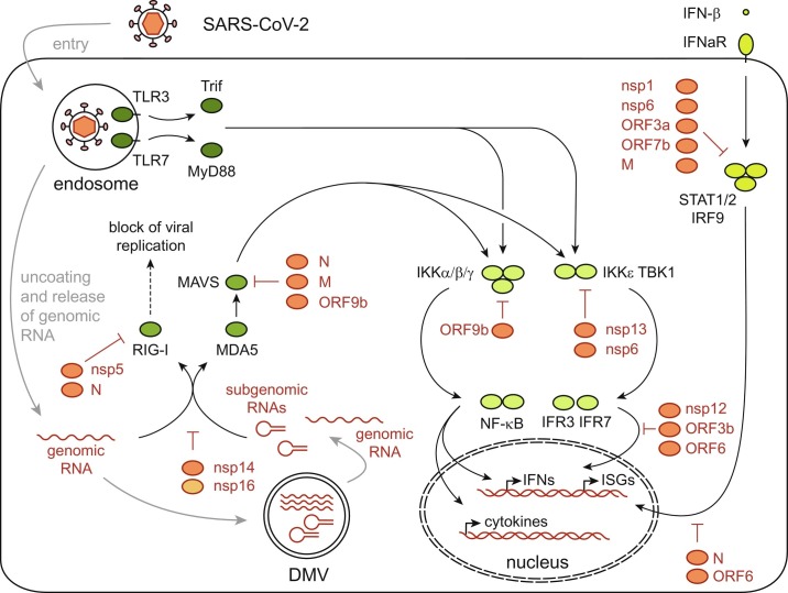 Immunology of SARS-CoV-2 infections and vaccines.