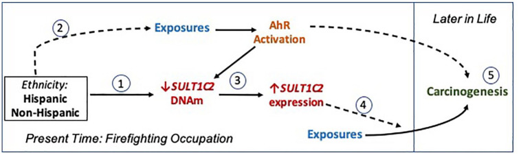 Differential DNA Methylation by Hispanic Ethnicity Among Firefighters in the United States.