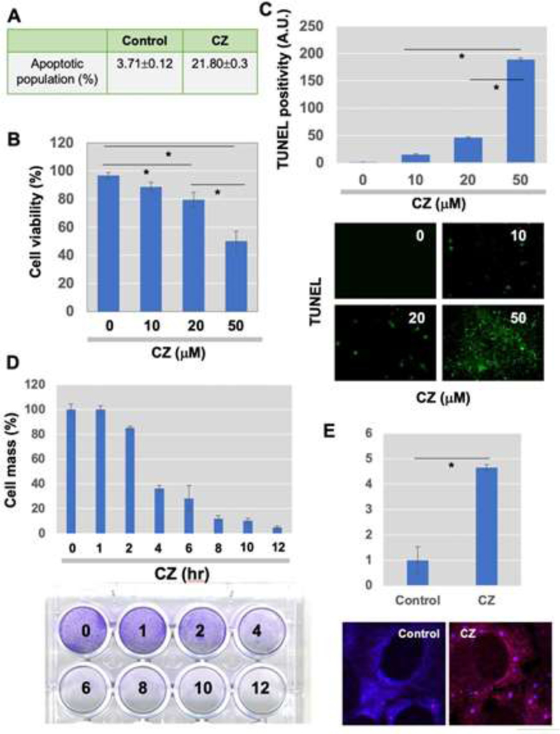 Stress-Induced Accumulation of HnRNP K into Stress Granules.