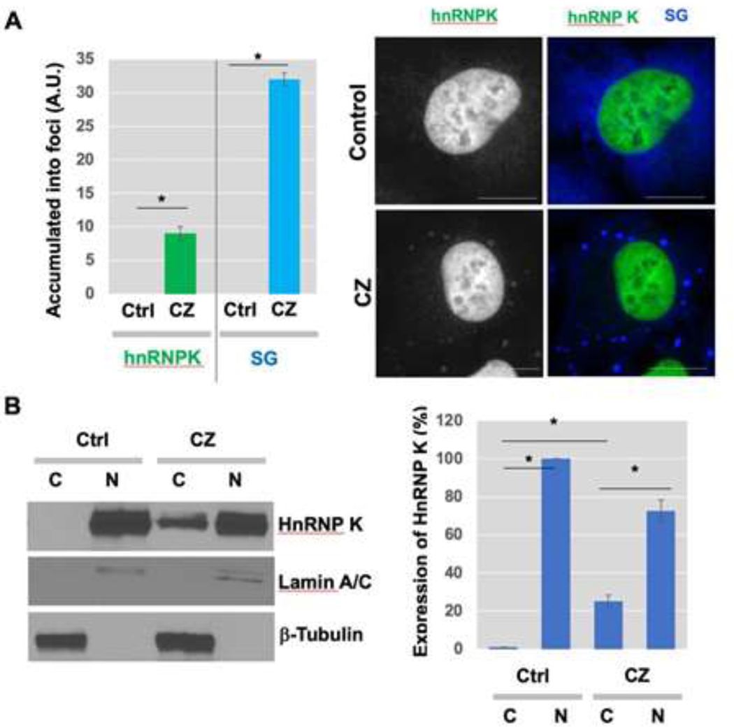 Stress-Induced Accumulation of HnRNP K into Stress Granules.