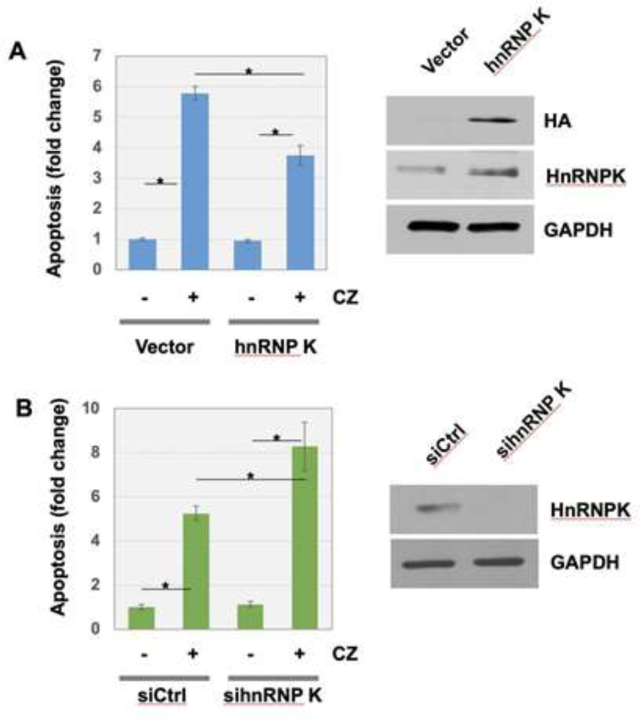 Stress-Induced Accumulation of HnRNP K into Stress Granules.