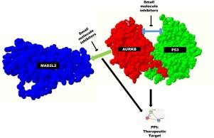 Mitotic syndicates Aurora Kinase B (AURKB) and mitotic arrest deficient 2 like 2 (MAD2L2) in cohorts of DNA damage response (DDR) and tumorigenesis