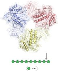 Crystal structure of a homotrimeric verrucomicrobial exo-β-1,4-mannosidase active in the hindgut of the wood-feeding termite Reticulitermes flavipes