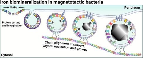 Current view of iron biomineralization in magnetotactic bacteria