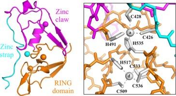 The structure of the cysteine-rich region from human histone-lysine N-methyltransferase EHMT2 (G9a)