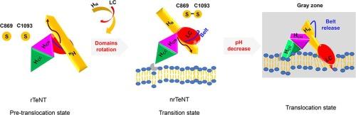 Structural flexibility of the tetanus neurotoxin revealed by crystallographic and solution scattering analyses