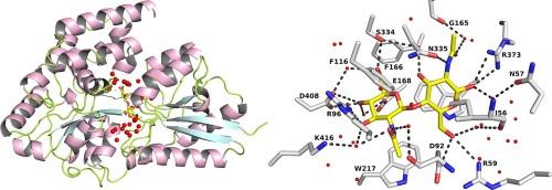 Structural characterization of two solute-binding proteins for N,N′-diacetylchitobiose/N,N′,N′′-triacetylchitotoriose of the gram-positive bacterium, Paenibacillus sp. str. FPU-7