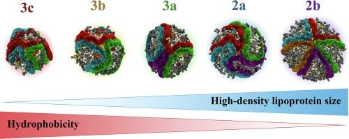 Structure and intermolecular interactions in spheroidal high-density lipoprotein subpopulations