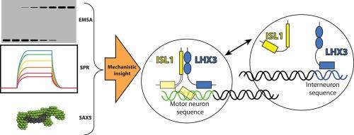 Contrasting DNA-binding behaviour by ISL1 and LHX3 underpins differential gene targeting in neuronal cell specification