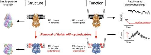 Cyclodextrins for structural and functional studies of mechanosensitive channels