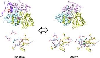 Structural basis of enzyme activity regulation by the propeptide of l-lysine α-oxidase precursor from Trichoderma viride