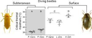 The critical thermal maximum of diving beetles (Coleoptera: Dytiscidae): a comparison of subterranean and surface-dwelling species