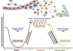 Genetic changes of Plasmodium vivax tempers host tissue-specific responses in Anopheles stephensi