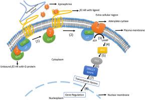 Role of adrenergic receptor signalling in neuroimmune communication