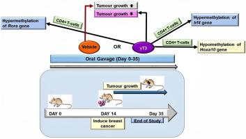 Gamma-tocotrienol modifies methylation of HOXA10, IRF4 and RORα genes in CD4+ T-lymphocytes: Evidence from a syngeneic mouse model of breast cancer