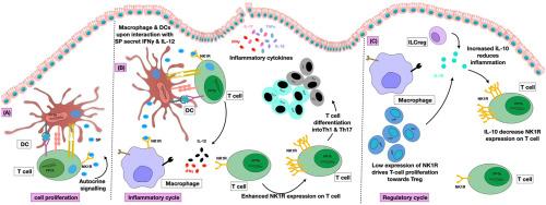 Neurokinin receptors and their implications in various autoimmune diseases