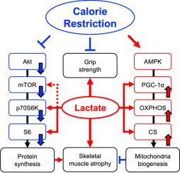 Effect of lactate administration on mouse skeletal muscle under calorie restriction