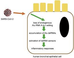 Reduced A-to-I editing of endogenous Alu RNAs in lung after SARS-CoV-2 infection1