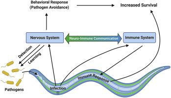 Neuro-immune communication in C. elegans defense against pathogen infection