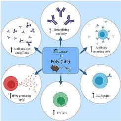 Prime-boost with Chikungunya virus E2 envelope protein combined with Poly (I:C) induces specific humoral and cellular immune responses