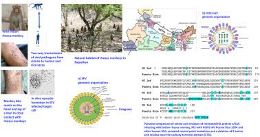 Transmission of infectious viruses in the natural setting at human-animal interface