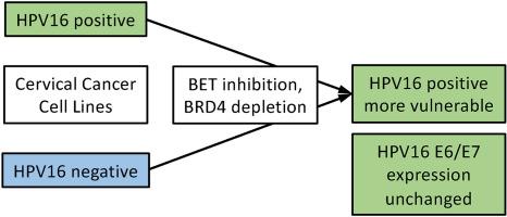 BRD4 downregulation inhibits the viability of cervical cancer cells without affecting viral oncoprotein expression