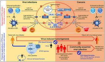 Type I interferons: One stone to concurrently kill two birds, viral infections and cancers