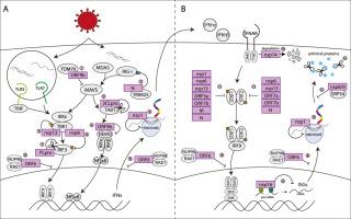 All hands on deck: SARS-CoV-2 proteins that block early anti-viral interferon responses