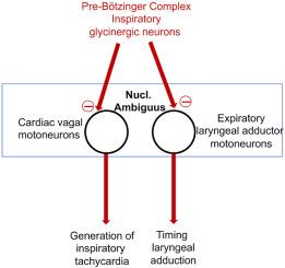 The role of glycinergic inhibition in respiratory pattern formation and cardio-respiratory coupling in rats