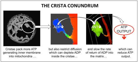 Effect of crista morphology on mitochondrial ATP output: A computational study