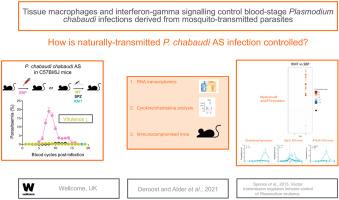 Tissue macrophages and interferon-gamma signalling control blood-stage Plasmodium chabaudi infections derived from mosquito-transmitted parasites