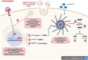 Extracellular vesicles derived from head and neck squamous cells carcinoma inhibit NLRP3 inflammasomes