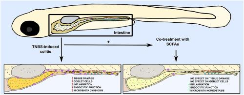 Short chain fatty acids (SCFAs) improves TNBS-induced colitis in zebrafish