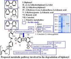 Validation of biphenyl degradation pathway by polymerase chain reaction, peptide mass fingerprinting and enzyme analysis