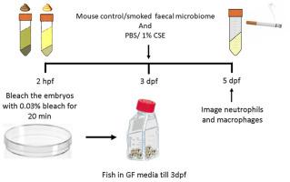 Exposure to the gut microbiota from cigarette smoke-exposed mice exacerbates cigarette smoke extract-induced inflammation in zebrafish larvae