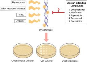 Protection of nuclear DNA by lifespan-extending compounds in the yeast Saccharomyces cerevisiae