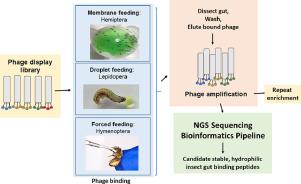 Streamlined phage display library protocols for identification of insect gut binding peptides highlight peptide specificity