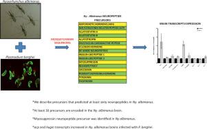 Prediction of neuropeptide precursors and differential expression of adipokinetic hormone/corazonin-related peptide, hugin and corazonin in the brain of malaria vector Nyssorhynchus albimanus during a Plasmodium berghei infection