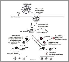 Dual targeting of 3CLpro and PLpro of SARS-CoV-2: A novel structure-based design approach to treat COVID-19
