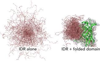 Folded domain charge properties influence the conformational behavior of disordered tails