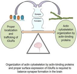 Role of actin cytoskeleton in the organization and function of ionotropic glutamate receptors