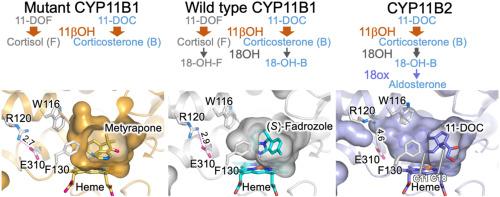 Spatially restricted substrate-binding site of cortisol-synthesizing CYP11B1 limits multiple hydroxylations and hinders aldosterone synthesis