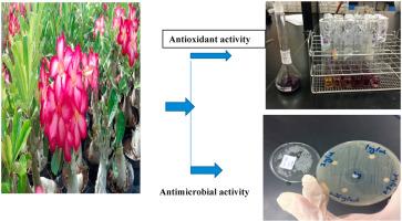 Antioxidant and antibacterial activities of leaves crude extracts of Adenium obesum grown in Oman National Botanical Garden