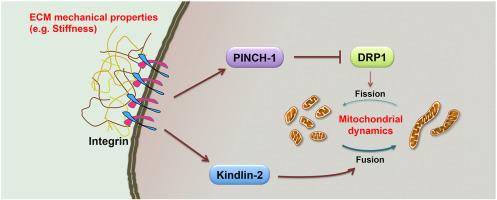 Extracellular matrix stiffness regulates mitochondrial dynamics through PINCH-1- and kindlin-2-mediated signalling