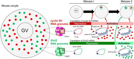 Tdrd3 regulates the progression of meiosis II through translational control of Emi2 mRNA in mouse oocytes